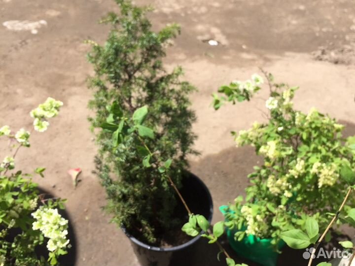 Можжевельник,спирея,пихта,ель,рябина, кедр