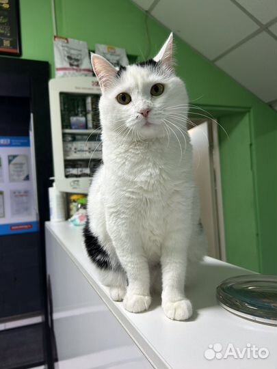 Мушка ищет дом