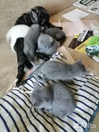 Шотландская кошка