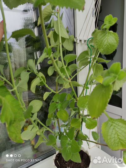 Мята домашняя