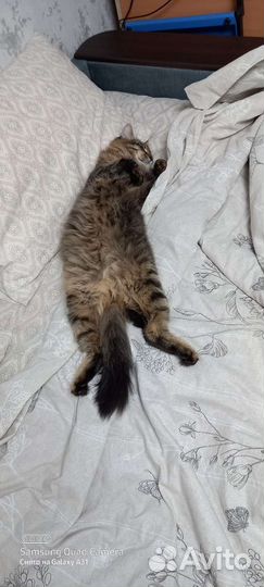 Кот в добрые руки