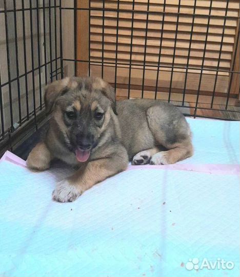 Щенок овчарки в дар
