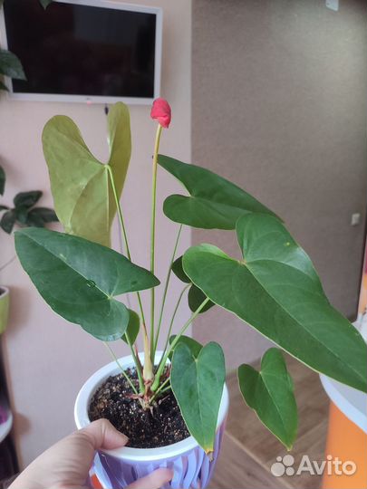 Комнатные цветы антуриум