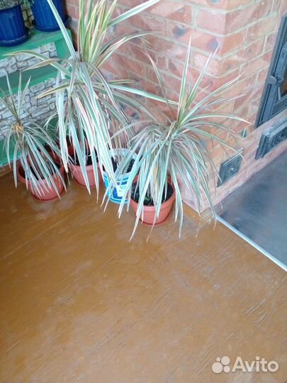 Паььма драцена