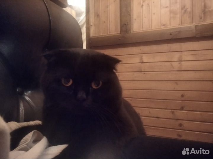 Шотландский кот на вязку