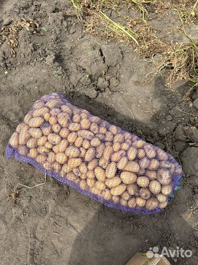 Продам картофель
