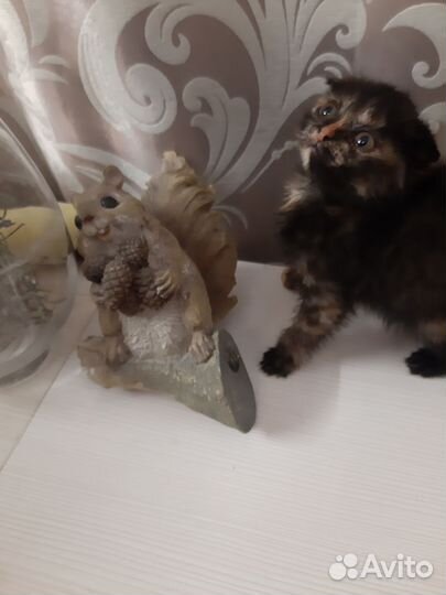 Шотландская вислоухая кошка бесплатно