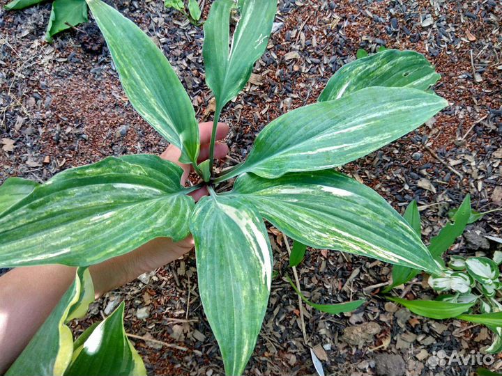 Хоста коллекционная Лайтинг флеш