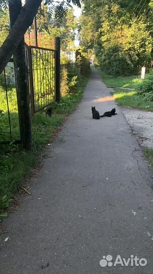 Кошка с котятами в добрые руки