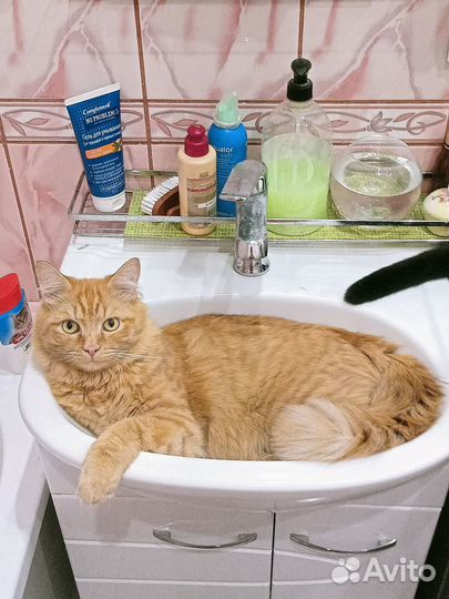 Рыжий котик в добрые руки