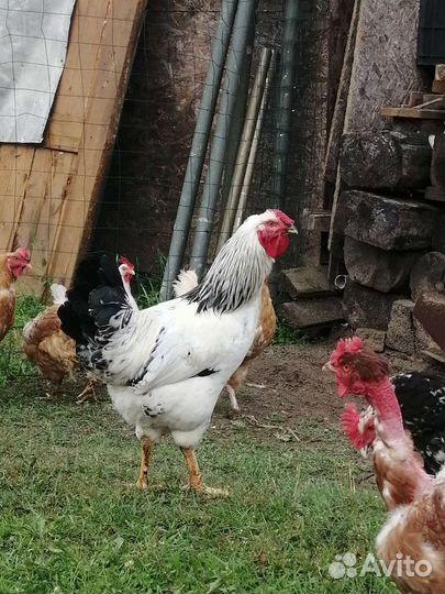 Петухи молодые
