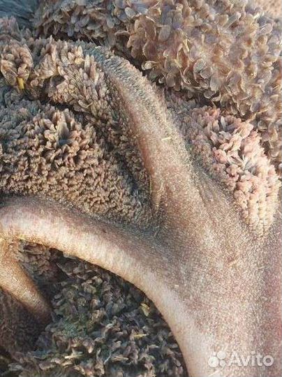 Требуха, рубец