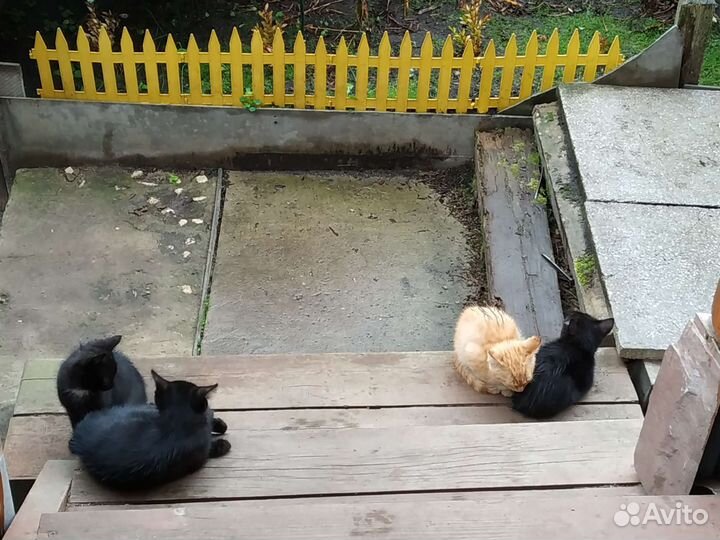Котята в добрые руки