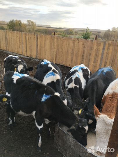 Корова дойная и бычки телята