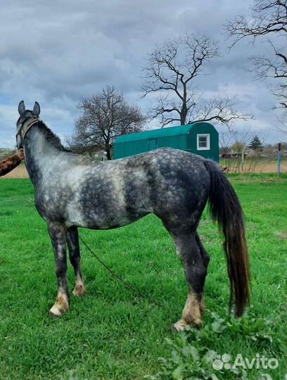 Жеребец орловской породы