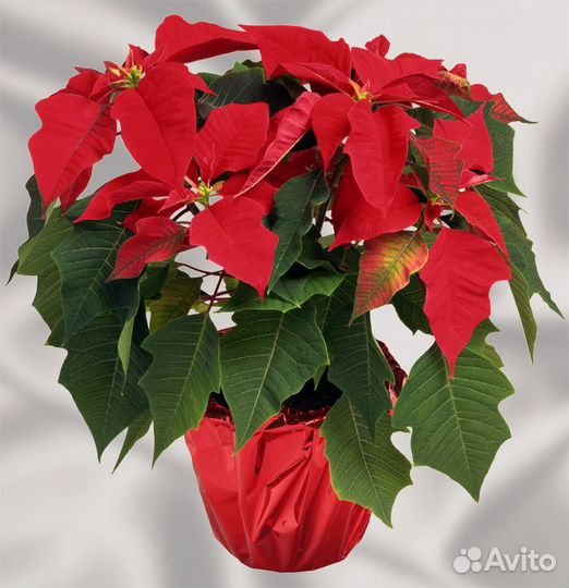Пуансетия(рождественское дерево) отросток