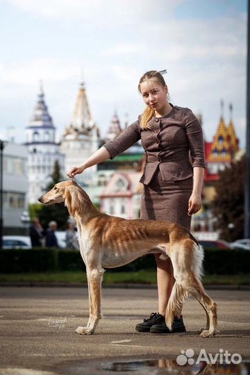 Хендлер. Подготовка собак к выставкам