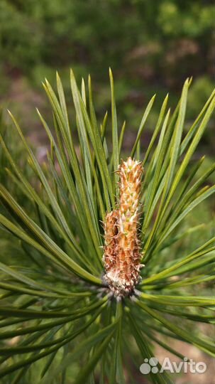 Побеги сосны