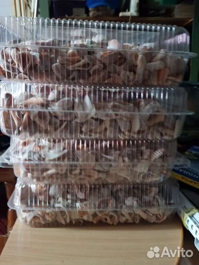 Морские ракушки