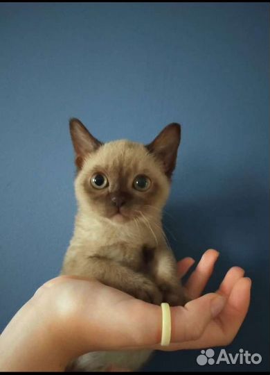 Котята американской бурмы