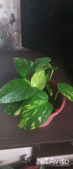 Комнатные цветы