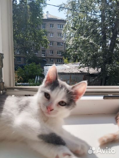 Котята