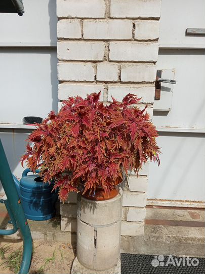 Пеперомия, амбутилон, колеус