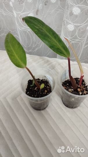 Комнатные цветы