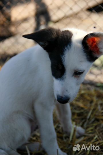 Щенки бесплатно