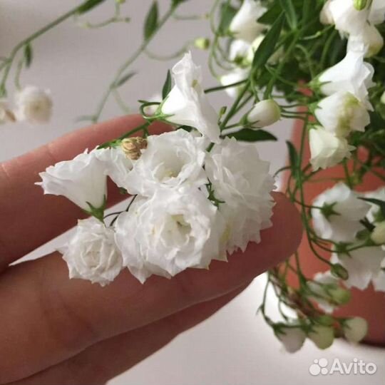 Кампанула жених и невеста махровые и не иахровые