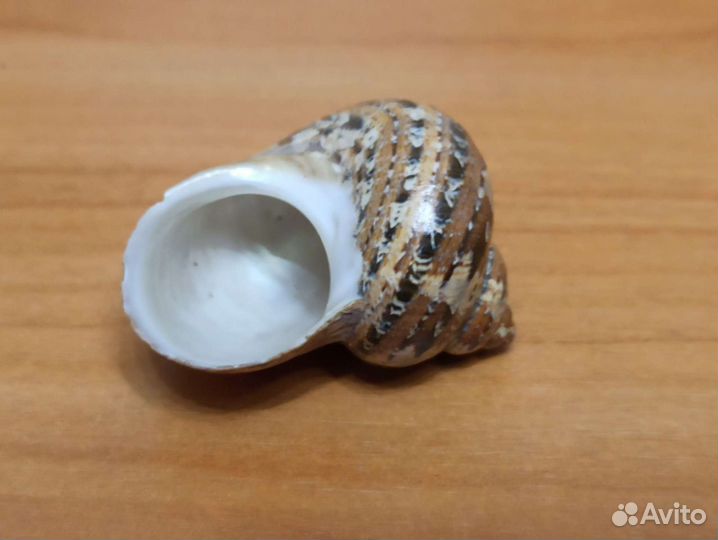 Морская раковина