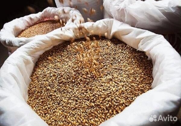 Пшеница, ячмень, горох, овёс, комбикорма