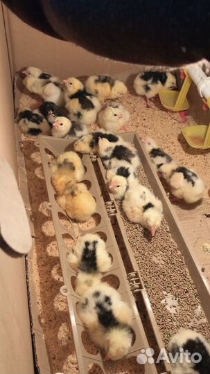 Яйцо инкубационное/Цыплята пушкинская порода