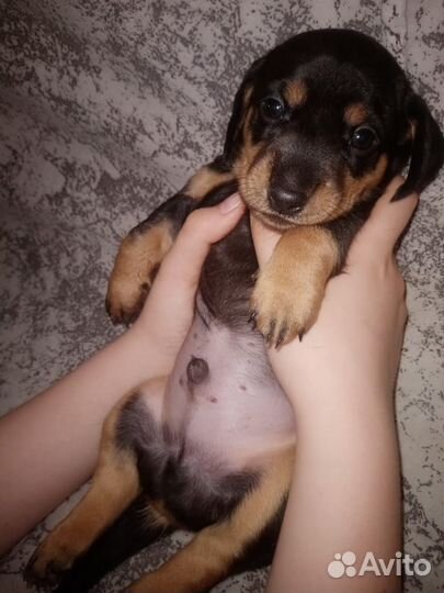 Собаки щенки таксы