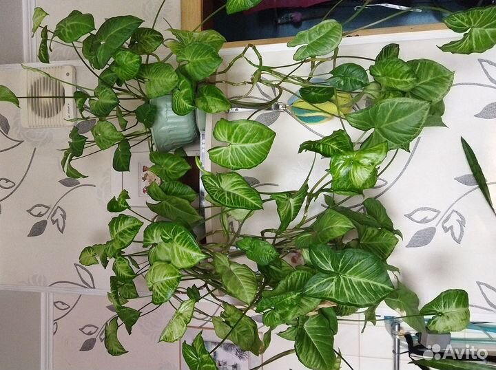 Комнатные цветы кактус юкка драцена спатифиллум