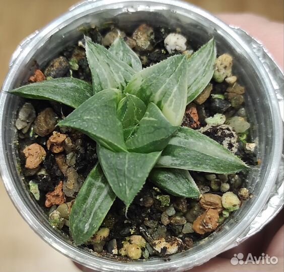 Хавортия вариегатные - 3