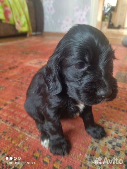 Кокер спаниель