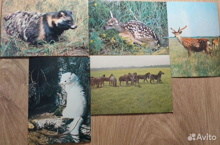 Открытки советские СССР