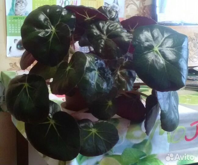 Бегония, алоэ