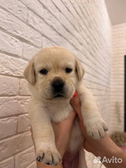 Щенки лабрадор ретривер