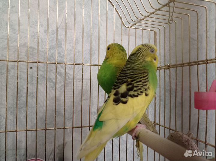 Волнистый попугай