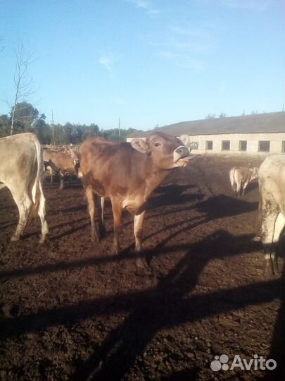 Коровий навоз