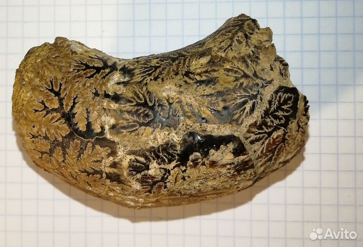 Фрагмент аммонита (biаsaloceras)