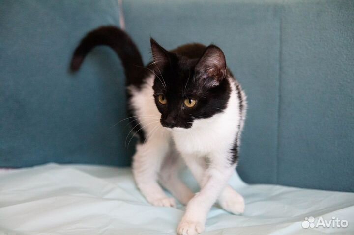 Котенок Мэри