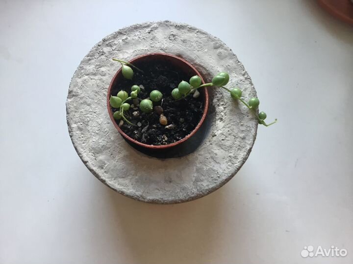 Крестовник Роули