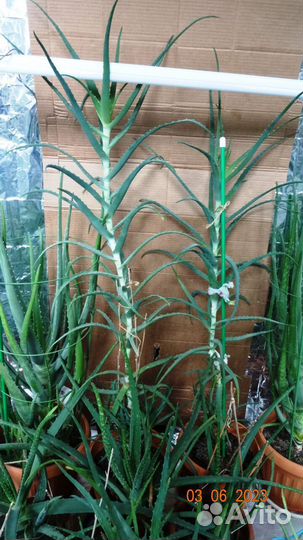 Алоэ Древовидное (Столетник) 7 лет лекарственное