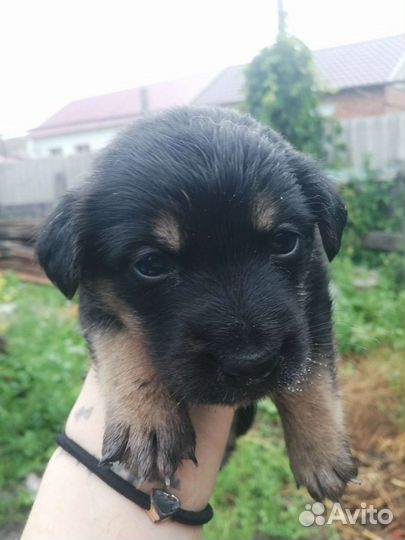 Собаки бесплатно