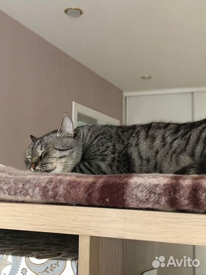 Коты в добрые руки