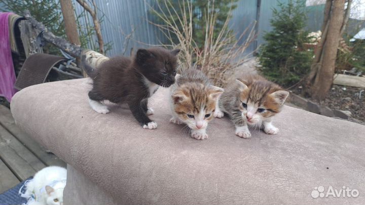 Котята, заряженные на счастье, любовь и удачу )