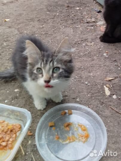 Котенок